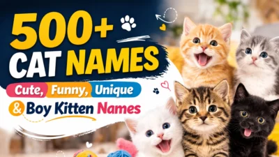 500+ Cat Names Cute, Funny, Unique & Boy Kitten Names
