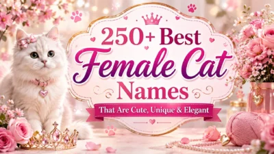 250+ Best Female Cat Names That Are Cute, Unique & Elegant