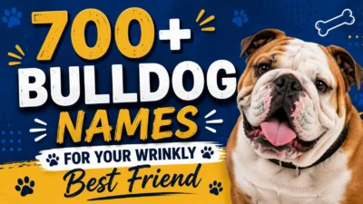 700+ Bulldog Names For Your Wrinkly Best Friend